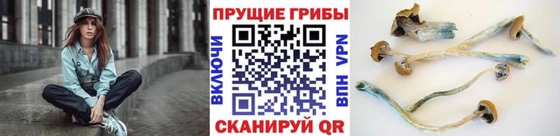 купить цена Боровск Галлюциногенные грибы Psilocybe